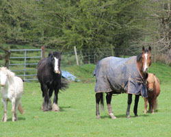 Horse Riding