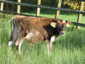 Farm Guesthouse In Lovely Leitrim 