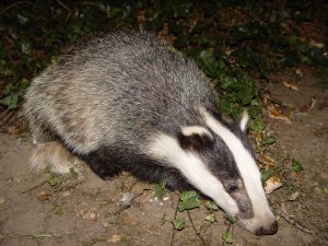 Mr Burren Badger found an historic finding in the Cavan burren